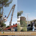 📰🌳 Brigadas de Servicios Municipales trabajan diariamente en beneficio de Huamantla