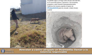 Rescatan a canino atrapado en Huamantla; llaman a la tenencia responsable.