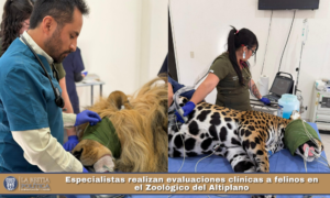 Especialistas realizan evaluaciones clínicas a felinos en el Zoológico del Altiplano.