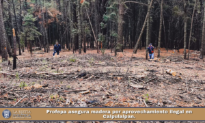 Profepa asegura madera por aprovechamiento ilegal en Calpulalpan..