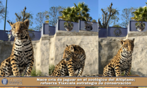 Nace cría de jaguar en el zoológico del Altiplano; refuerza Tlaxcala estrategia de conservación.