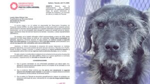 Exhorta OCPA a prepararse ante riesgo de gusano barrenador en mascotas y callejeros.