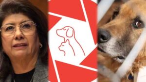 Exige OCPA detener el sacrificio animal; acusan a senadora de presunta matanza de 10 mil perros en Tecámac