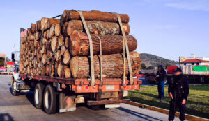 Profepa asegura más de 7 m³ de madera en filtro de revisión en Tlaxcala.
