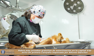 Habrá más jornadas gratuitas de esterilización en la capital tras éxito de primera campaña impulsada por Alfonso Sánchez.