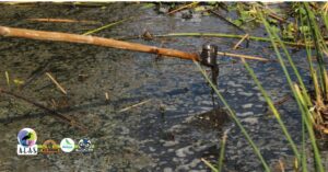 Alertan colectivos y científicos de la UNAM sobre grave deterioro ambiental en la Laguna de Acuitlapilco.