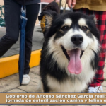 Gobierno de Alfonso Sánchez García realiza exitosa jornada de esterilización canina y felina en Ocotlán.