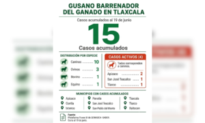 Tlaxcala registra la mayor proporción de casos activos de gusano barrenador en caninos; OCPA cuestiona la inacción de la CBA.