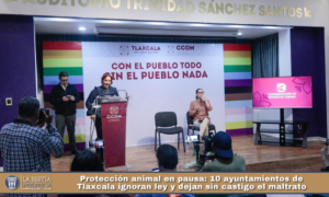 Protección animal en pausa: 10 ayuntamientos de Tlaxcala ignoran ley y dejan sin castigo el maltrato.