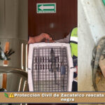 🦎⚠️Protección Civil de Zacatelco rescata una iguana negra