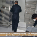 En Chihuahua se libera primer lote de moscas estériles del gusano barrenador producidas en Chiapas.