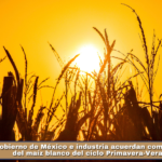 Gobierno de México e industria acuerdan comercialización del maíz blanco del ciclo Primavera-Verano 2026.