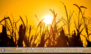 Gobierno de México e industria acuerdan comercialización del maíz blanco del ciclo Primavera-Verano 2026.