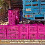 Envían primeras 40 toneladas de limón veracruzano a mercados de Estados Unidos y Rusia.