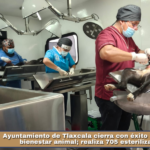Ayuntamiento de Tlaxcala cierra con éxito campaña de bienestar animal; realiza 705 esterilizaciones.
