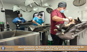 Ayuntamiento de Tlaxcala cierra con éxito campaña de bienestar animal; realiza 705 esterilizaciones.