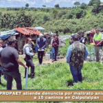 PROPAET atiende denuncia por maltrato animal y rescata a 15 caninos en Calpulalpan.