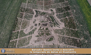 Salvador Santos invita a descubrir la temporada de dalias en Huamantla.