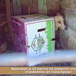 Rescatan a 15 perros de presunto criadero clandestino en Calpulalpan.