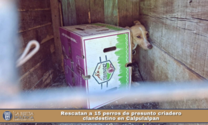 Rescatan a 15 perros de presunto criadero clandestino en Calpulalpan.