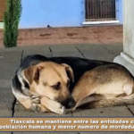 Tlaxcala se mantiene entre las entidades con menor población humana y menor número de mordeduras por perro.