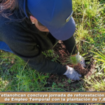 Tetlanohcan concluye jornada de reforestación del Programa de Empleo Temporal con la plantación de 7,880 árboles.