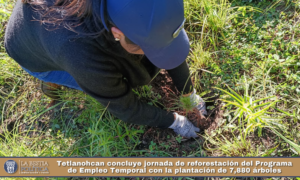 Tetlanohcan concluye jornada de reforestación del Programa de Empleo Temporal con la plantación de 7,880 árboles.