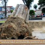 Retiro de troncos en Parque Hidalgo corresponde a ejemplares secos y enfermos; habrá una considerable plantación de nuevos árboles.