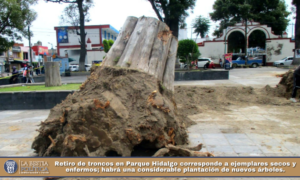 Retiro de troncos en Parque Hidalgo corresponde a ejemplares secos y enfermos; habrá una considerable plantación de nuevos árboles.