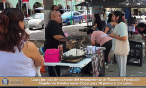 Logra jornada de adopción del Ayuntamiento de Tlaxcala y Fundación Ángeles de Galatea nuevo hogar para 10 perros y dos gatos.