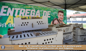 Más de 50 beneficiarios reciben aves de postura para fortalecer la producción en sus hogares.