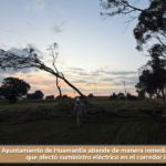 Ayuntamiento de Huamantla atiende de manera inmediata caída de arbol  que afectó suministro eléctrico en el corredor industrial.