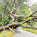 Áreas del Ayuntamiento de Tlaxcala atienden caída de árbol en la carretera Tlaxcala -Puebla.