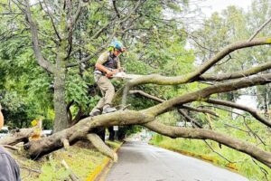 Áreas del Ayuntamiento de Tlaxcala atienden caída de árbol en la carretera Tlaxcala -Puebla.