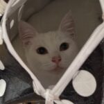 Realizan con éxito jornada de esterilización de mascotas en Chiautempan.